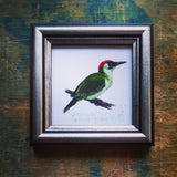 Zöld küllő, keretezett mininyomat | Green Woodpecker, Framed Mini Giclée Art Print