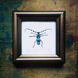 Havasi cincér, keretezett mininyomat | Rosalia Longicorn, Framed Mini Giclée Art Print