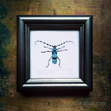 Havasi cincér, keretezett mininyomat | Rosalia Longicorn, Framed Mini Giclée Art Print