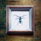 Havasi cincér, keretezett mininyomat | Rosalia Longicorn, Framed Mini Giclée Art Print