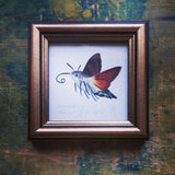 Kacsafarkú szender, keretezett mininyomat | Hummingbird Hawk-moth, Framed Mini Giclée Art Print