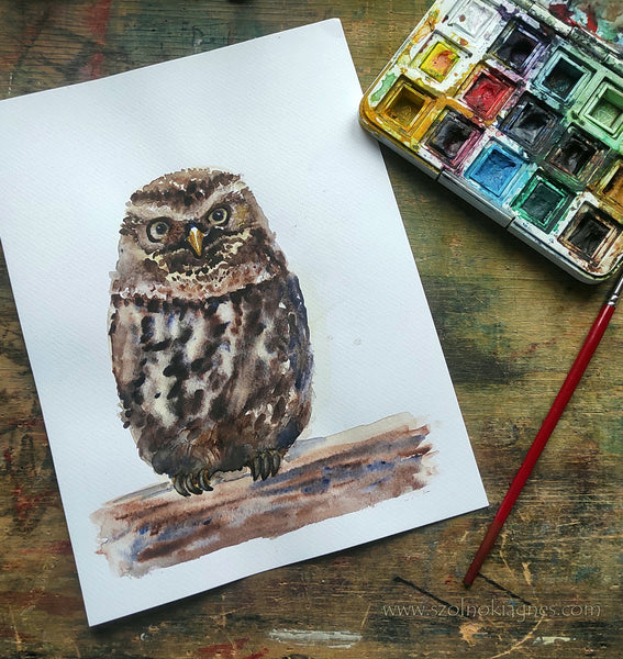 Kuvik | Little owl