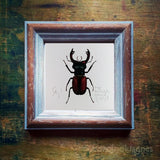 Nagy szarvasbogár, keretezett mininyomat | Stagbeetle, Framed Mini Giclée Art Print