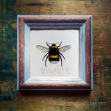 Poszméh, keretezett mininyomat | Bumblebee, Framed Mini Giclée Art Print