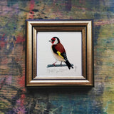 Tengelic, keretezett mininyomat | Goldfinch, Framed Mini Giclée Art Print