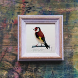 Tengelic, keretezett mininyomat | Goldfinch, Framed Mini Giclée Art Print