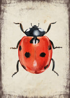 Hétpettyes katicabogár - üdvözlőlap | Seven-spot ladybird - Greeting Card