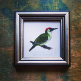 Zöld küllő, keretezett mininyomat | Green Woodpecker, Framed Mini Giclée Art Print