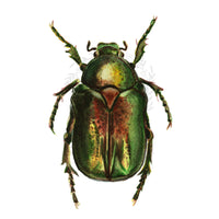 Aranyos rózsabogár | Golden Rose Chafer