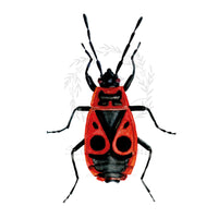 Bodobács | Firebug