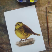 Citromsármány | Yellowhammer