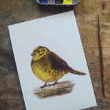 Citromsármány | Yellowhammer