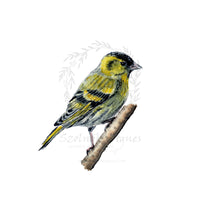 Czíz | Siskin