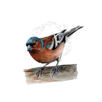 Erdei pinty | Chaffinch