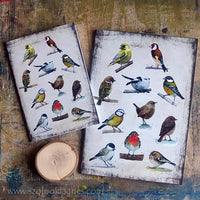 Természetbúvár füzet - madarak  |  Nature lover's notepad - Birds