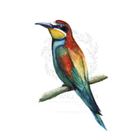 Gyurgyalag | Bee-eater