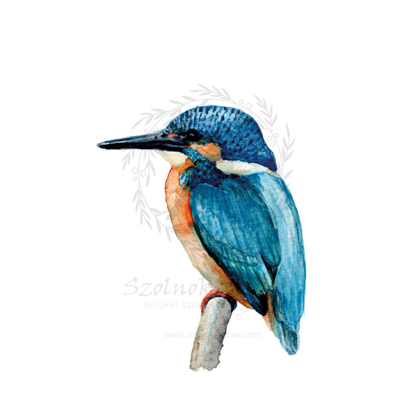 Jégmadár | Kingfisher