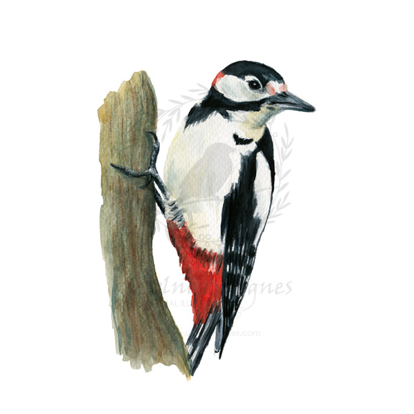 Nagy fakopáncs | Great-spotted woodpecker