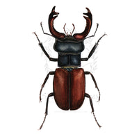 Nagy szarvasbogár | Stag Beetle