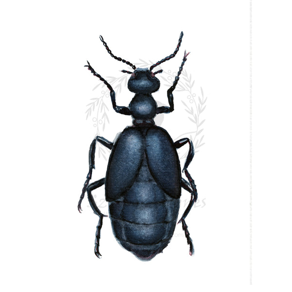 Kék nünüke | Violet Oil Beetle