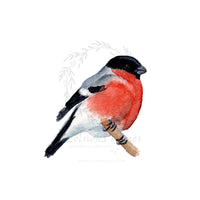 Süvöltő | Bullfinch