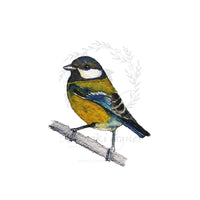 Széncinege | Great Tit