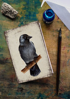 Csóka - üdvözlőlap | Jackdaw - Greeting Card