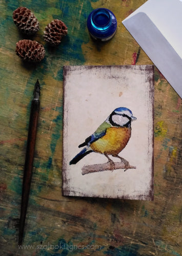 Kékcinege - üdvözlőlap | Blue tit - Greeting Card