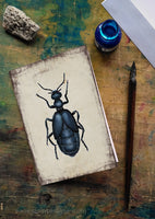 Kék nünüke - üdvözlőlap | Violet oil beetle - Greeting Card