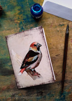 Meggyvágó - üdvözlőlap | Hawfinch - Greeting Card