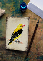 Sárgarigó - üdvözlőlap | Golden Oriole - Greeting Card