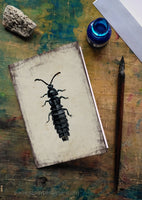 Törpe szentjánosbogár - üdvözlőlap | Short-winged Firefly - Greeting Card