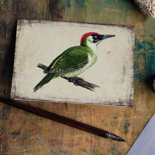 Zöld küllő - üdvözlőlap | Green Woodpecker - Greeting Card