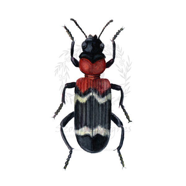 Vörösnyakú szúfarkas | Antbeetle