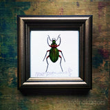 Aranyos futrinka, keretezett mininyomat | Golden Grounded Beetle, Framed Mini Giclée Art Print