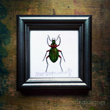 Aranyos futrinka, keretezett mininyomat | Golden Grounded Beetle, Framed Mini Giclée Art Print
