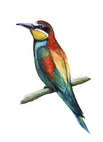 Gyurgyalag | Bee-eater