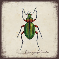 Aranyos futrinka - mágnes | Golden ground beetle - magnet