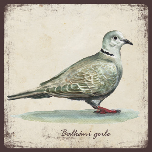 Balkáni gerle - mágnes | Collared dove - magnet