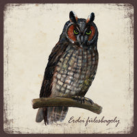 Erdei fülesbagoly - mágnes | Long-eared owl - magnet