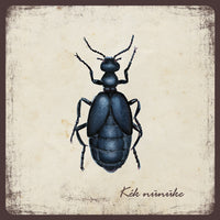 Kék nünüke - mágnes | Violet oil beetle - magnet