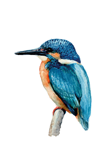 Jégmadár | Kingfisher