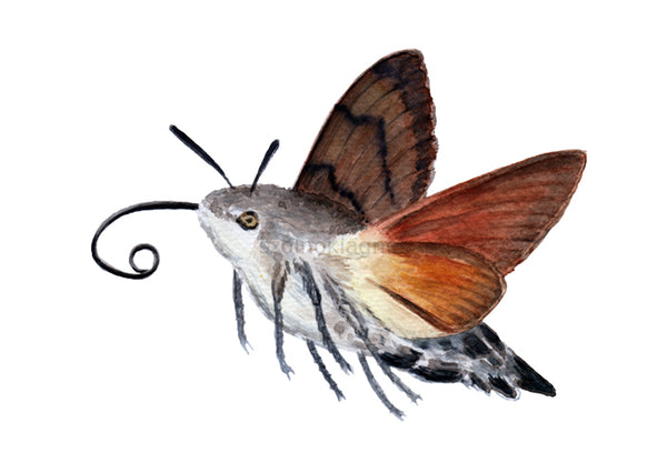 Kacsafarkú szender | Hummingbird Hawk-moth