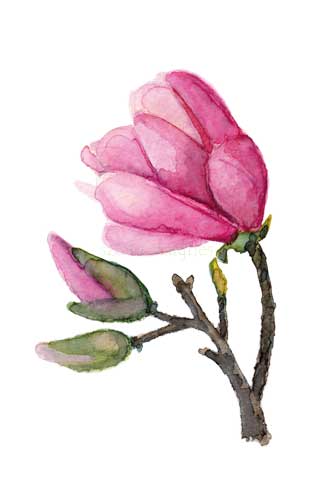 Magnolia III.