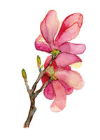 Magnolia I.