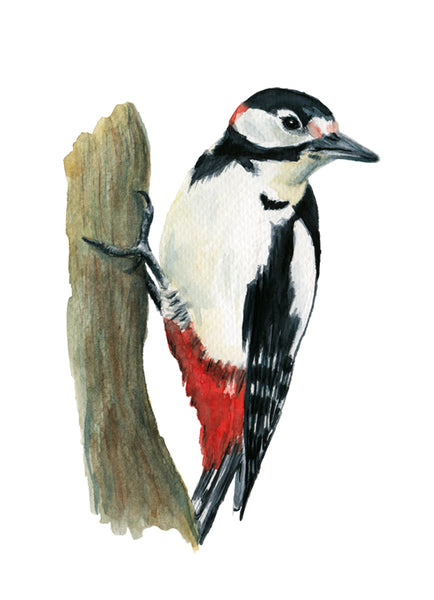 Nagy fakopáncs | Great-spotted woodpecker