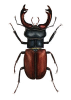 Nagy szarvasbogár | Stag Beetle