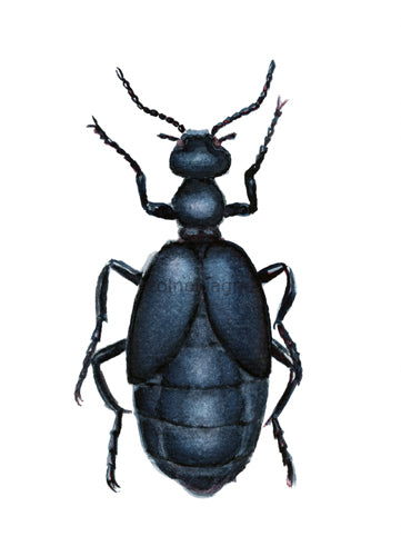Kék nünüke | Violet Oil Beetle
