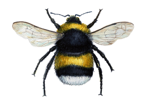 Poszméh | Bumble Bee