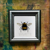 Poszméh, keretezett mininyomat | Bumblebee, Framed Mini Giclée Art Print